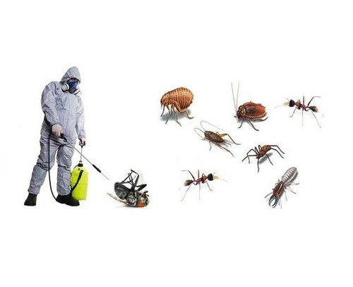 شركة مكافحة حشرات بالخبراء